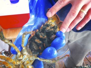 lobster tours in maine